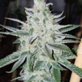 Vente: Chem 91 Rooted Clone HLVD tested
