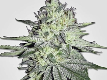Vente: Chem D Rooted Clone HLVD tested