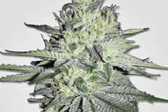 Venta: Chem D Rooted Clone HLVD tested