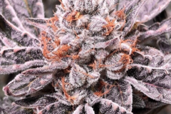 Vente: Cherry AK Rooted Clone HLVD tested