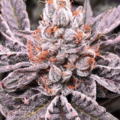 Vente: Cherry AK Rooted Clone HLVD tested