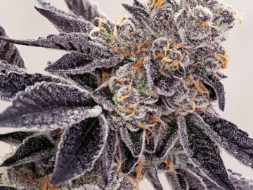 Vente: Forum Girl Scout Cookies HLVD tested