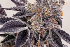 Venta: Forum Girl Scout Cookies HLVD tested