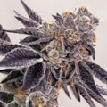 Vente: Forum Girl Scout Cookies HLVD tested