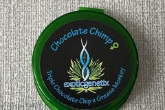 Sell: EXOTIC GENETIX - CHOCOLATE CHIMP