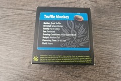 Vente: Exotic Genetix - Truffle Monkey