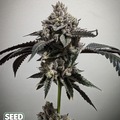 Sell: Seed Asylum - ( Gushers x Wedding cake x Glitterbomb)