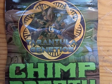 Sell: Chimp Breath by Tarantula Genetics