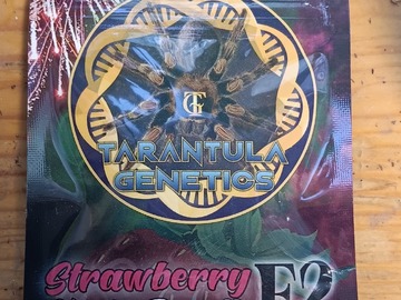 Vente: Strawberry Kush Breath F2 by Tarantula Genetics