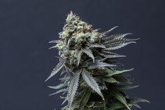 Sell: Jay Frost Seeds - Space Fruit Cookies