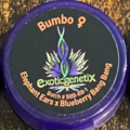 Subastas: (auction) Bumbo from Exotic Genetix