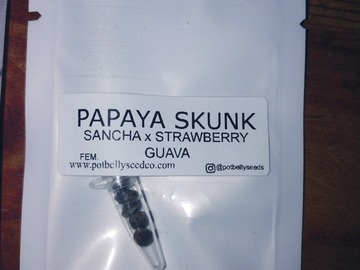 Vente: Papaya Skunk