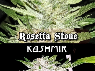 Vente: 'KASHMARA'✴️  Rosetta Stone x  Kashmir'     {f-1}  regs.