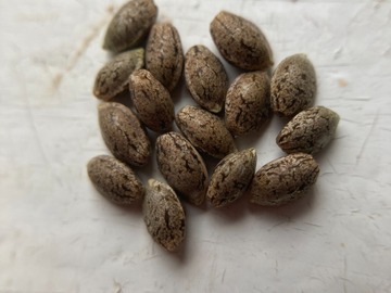 Vente: 10 x Berry Ryder -autoflower- seeds