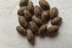 Sell: 10 x Berry Ryder -autoflower- seeds