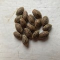Vente: 10 x Berry Ryder -autoflower- seeds