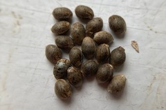 Vente: 5 x Acapulco Gold -feminized- seeds