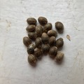 Venta: 5 x Acapulco Gold -feminized- seeds