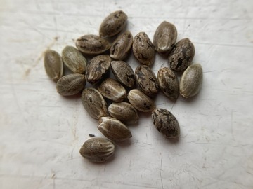 Venta: 10 x Blue Widow seeds