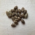 Venta: 10 x Blue Widow seeds