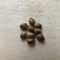 Venta: 10 x Gorilla Glue #4 seeds