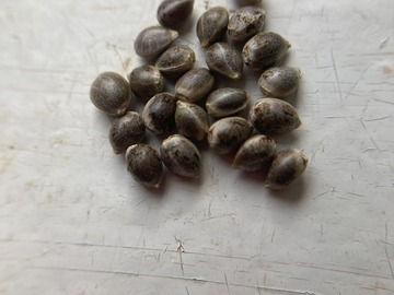Venta: 5 x Super Silver Haze -feminized- seeds