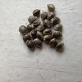 Sell: 5 x Super Silver Haze -feminized- seeds