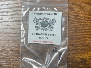 Vente: Snowhigh Hoa Bac  Vietnamese Silver Leaf p2 Red Trait