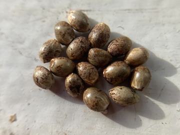 Sell: 10 x Panama Red seeds