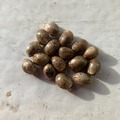 Sell: 10 x Panama Red seeds