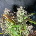 Sell: Sour Diesel x Jealousy 50Pack Feminized Photoperiod