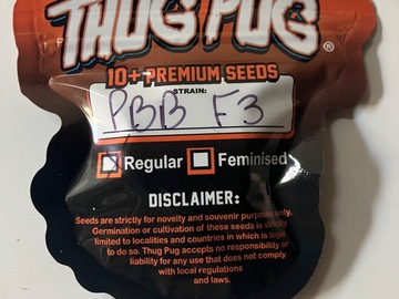 Sell: Thug Pug- PBB F3