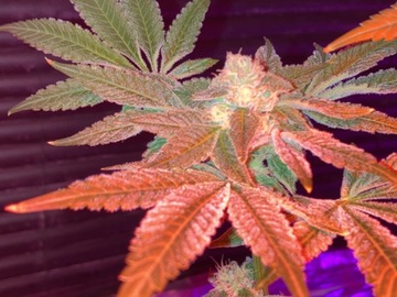 Sell: Double Dose BX (R1 FEMINIZED SEEDS)