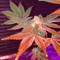 Sell: Double Dose BX (R1 FEMINIZED SEEDS)