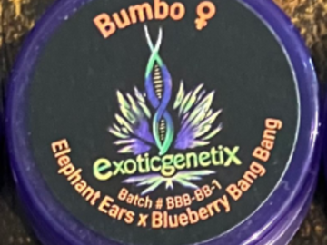 Auction: (auction) Bumbo from Exotic Genetix