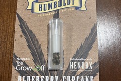Auction: Blueberry Cupcake Seeds FEM 10 PACK from Humboldt Seed Company