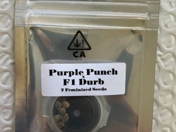 Enchères: (AUCTION) Purple Punch x F1 Durb from CSI Humboldt