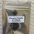 Auction: (AUCTION) Purple Punch x F1 Durb from CSI Humboldt