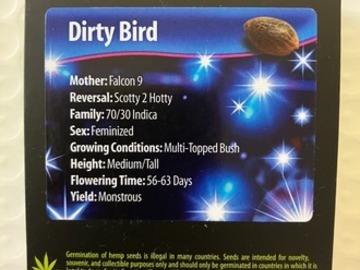 Auction: (AUCTION) Dirty Bird from Exotic Genetix
