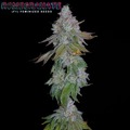 Auction: (AUCTION) Romegranate (F1) from Romulan