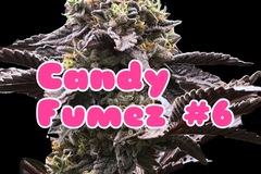 Sell: Candy Fumez 6
