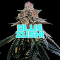 Vente: Blue Zushi (TheTenco cut)