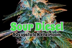 Sell: Sour Diesel (upstate 90s heirloom)