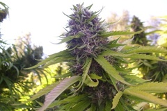 Venta: Grandaddy Purple - California sungrown, organic seeds