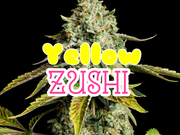 Vente: Yellow Zushi