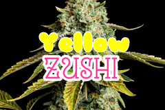 Sell: Yellow Zushi