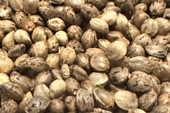 Sell: KHORASAN - Persian hashplant - sungrown, organic seeds