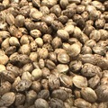 Venta: KHORASAN - Persian hashplant - sungrown, organic seeds