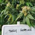 Vente: Skelly Hashplant aka the Puck (Heirloom | +1 Free Mystery Clone)