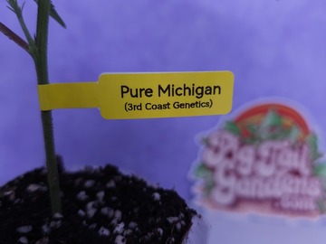 Sell: Pure Michigan (3rd Coast Genetics | +1 Free Mystery Clone)